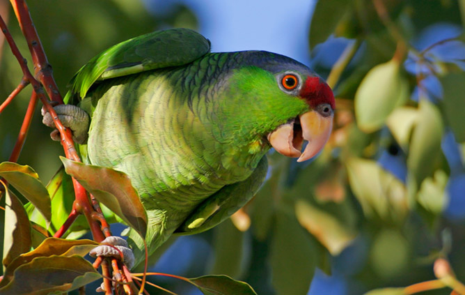 Detail Parrots Pic Nomer 49