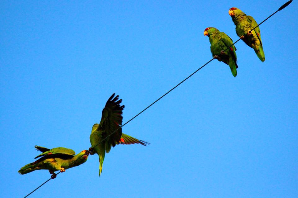Detail Parrots Pic Nomer 52