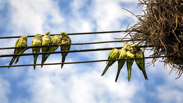 Detail Parrots Pic Nomer 53