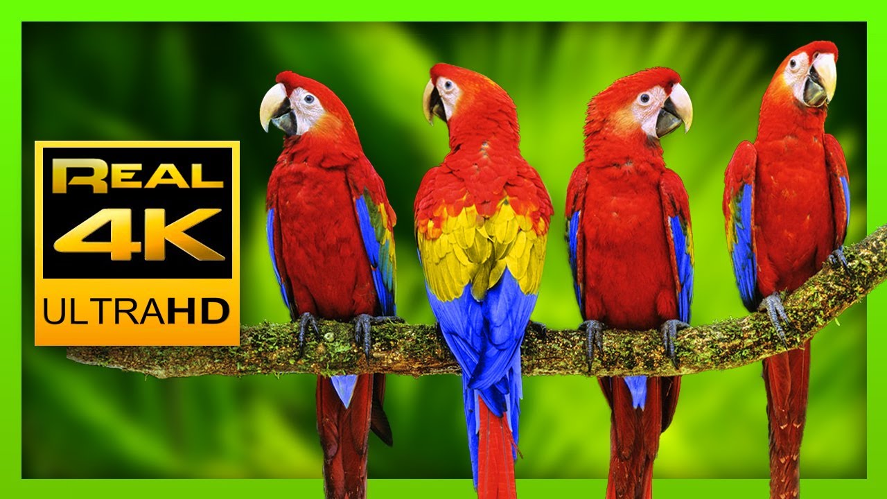 Detail Parrots Pic Nomer 54