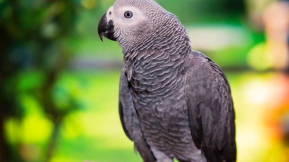 Detail Parrots Pic Nomer 55
