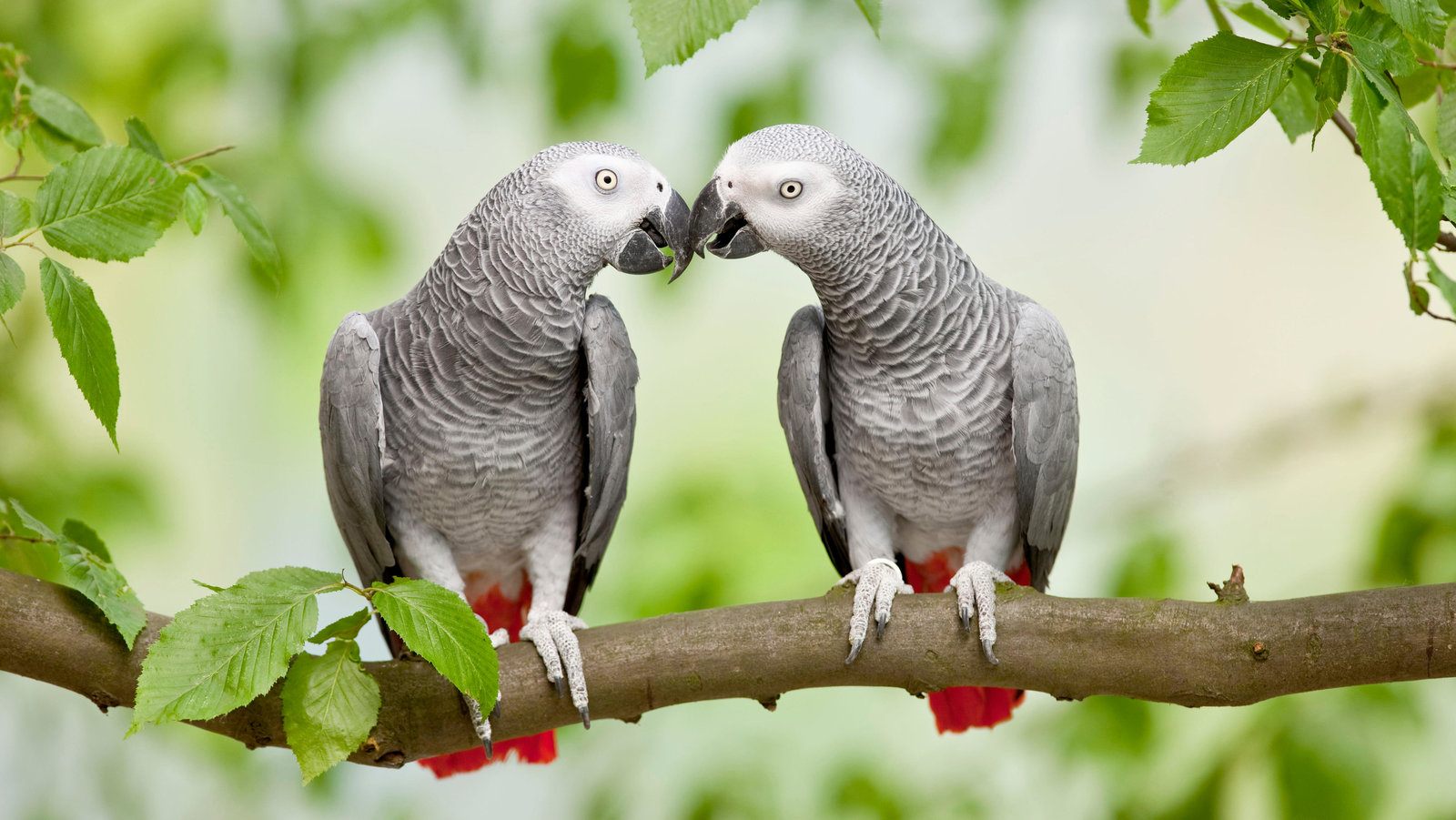 Detail Parrots Pic Nomer 7