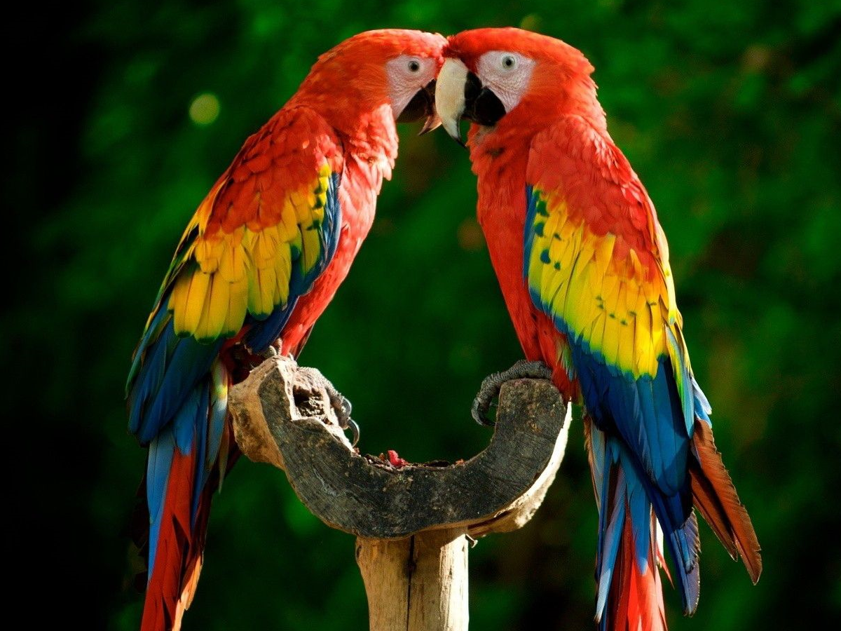 Detail Parrots Pic Nomer 9