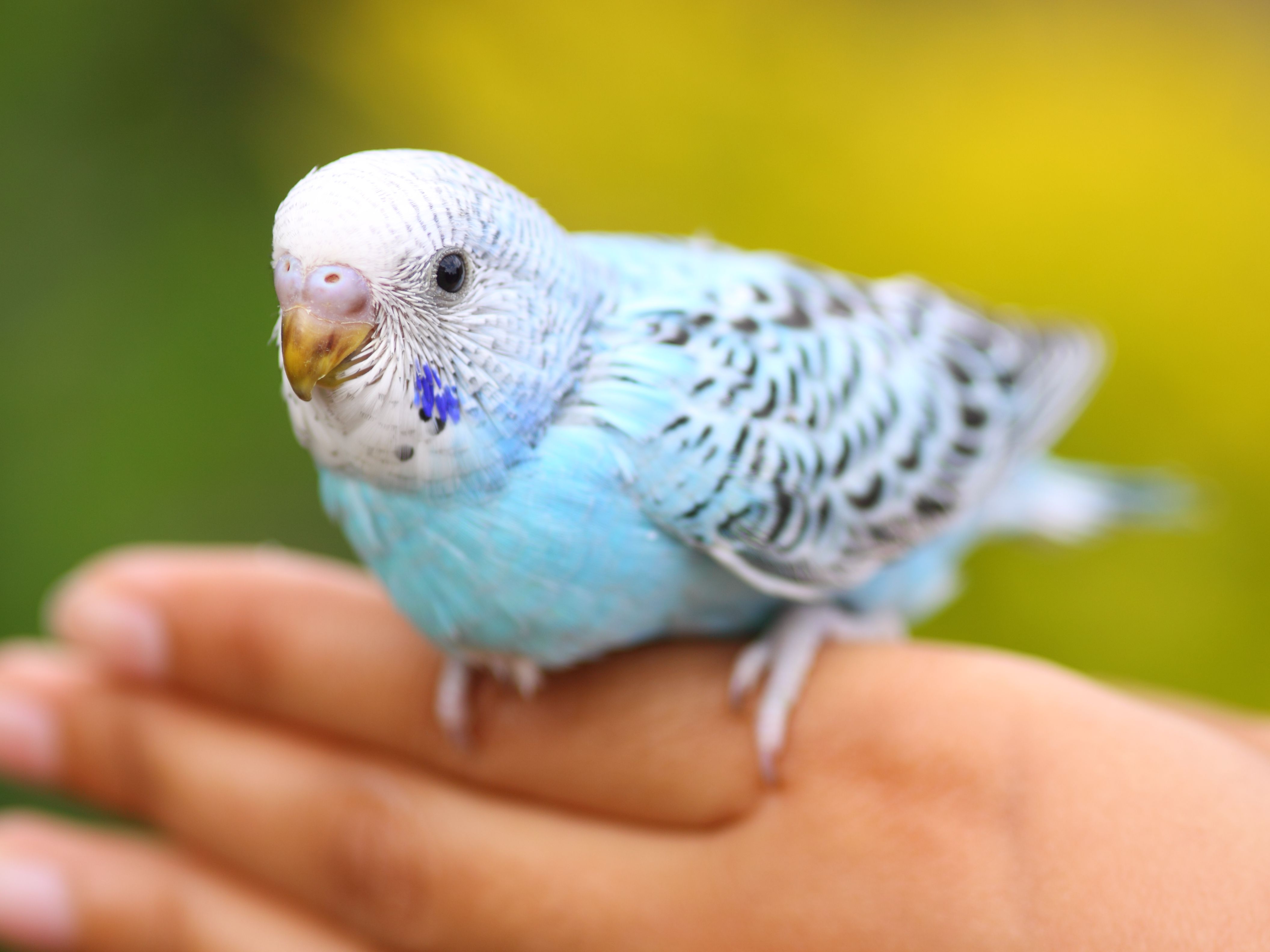 Detail Parrots Pic Nomer 10