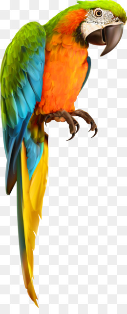 Detail Parrots Png Nomer 11
