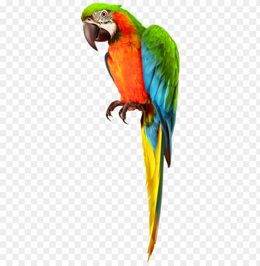 Detail Parrots Png Nomer 15