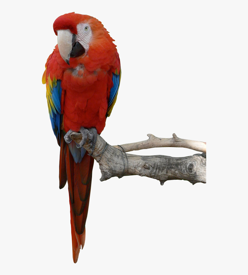 Detail Parrots Png Nomer 3