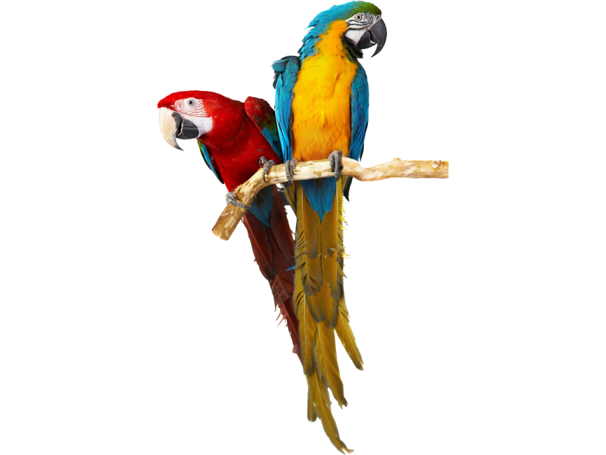 Detail Parrots Png Nomer 22
