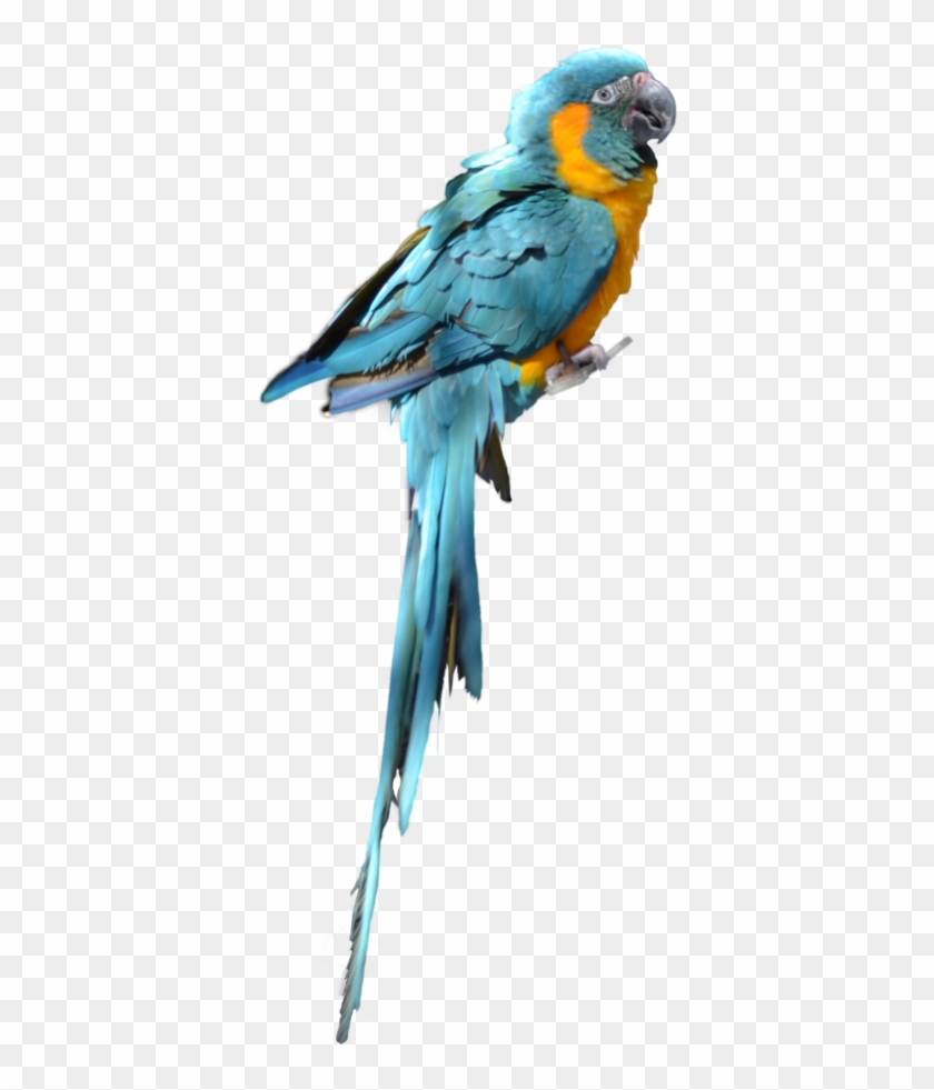 Detail Parrots Png Nomer 23