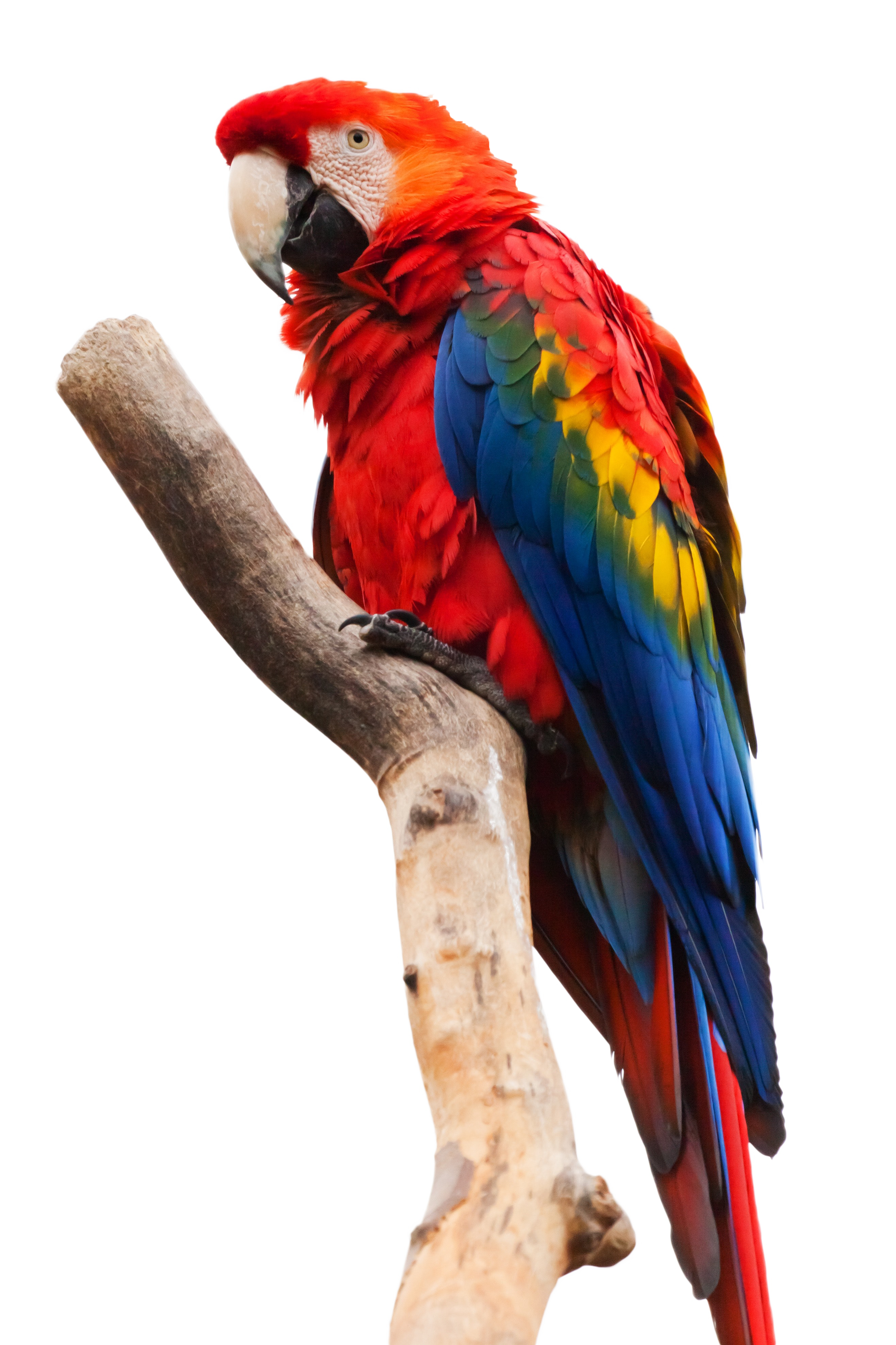 Detail Parrots Png Nomer 24