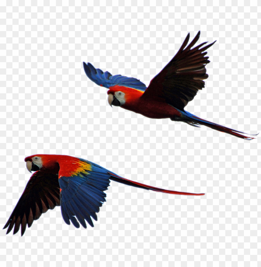 Detail Parrots Png Nomer 25