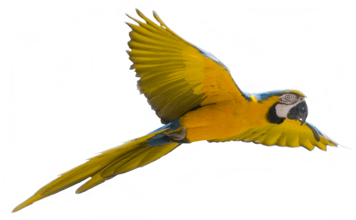 Detail Parrots Png Nomer 26