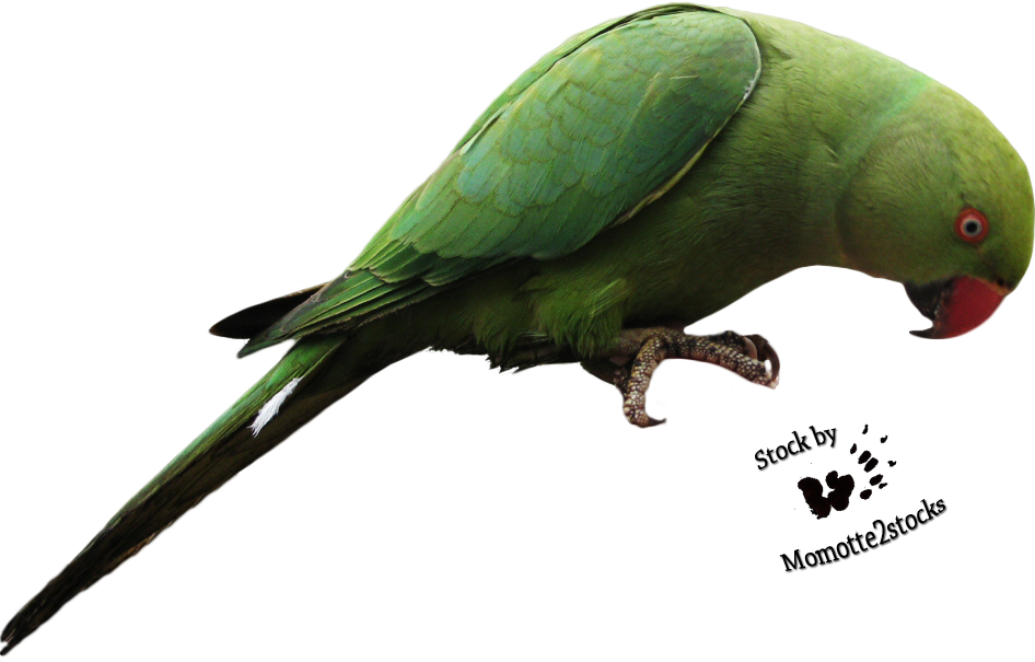 Detail Parrots Png Nomer 29