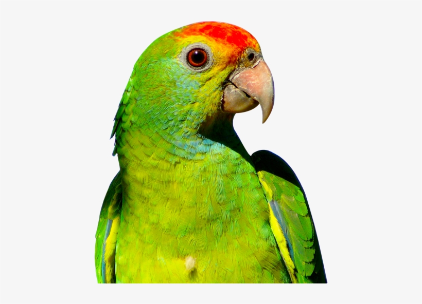 Detail Parrots Png Nomer 30