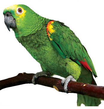 Detail Parrots Png Nomer 38