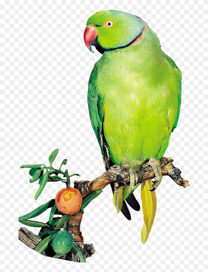 Detail Parrots Png Nomer 44
