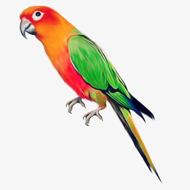 Detail Parrots Png Nomer 5