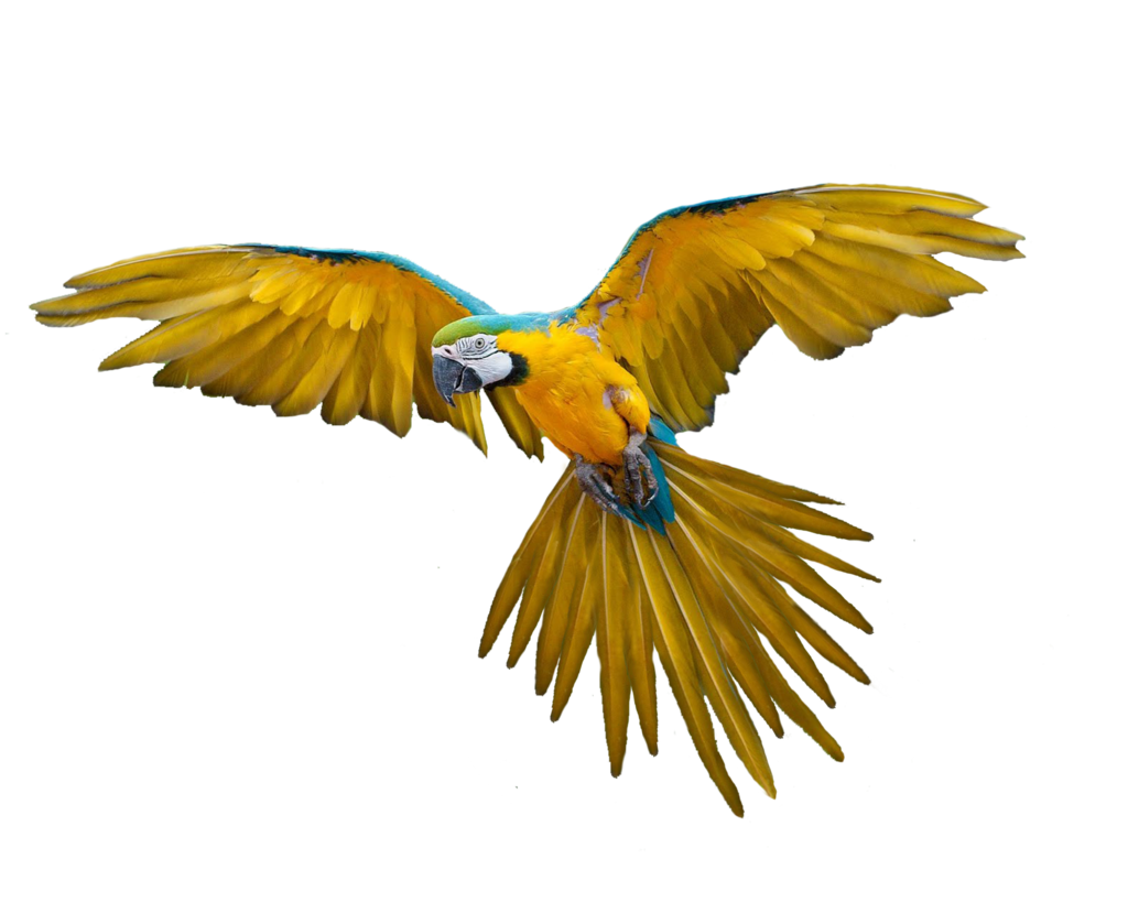 Detail Parrots Png Nomer 8