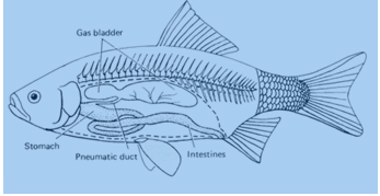 Detail Paru Paru Ikan Nomer 24