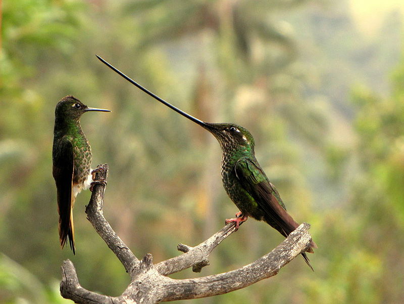 Detail Paruh Burung Kolibri Nomer 7