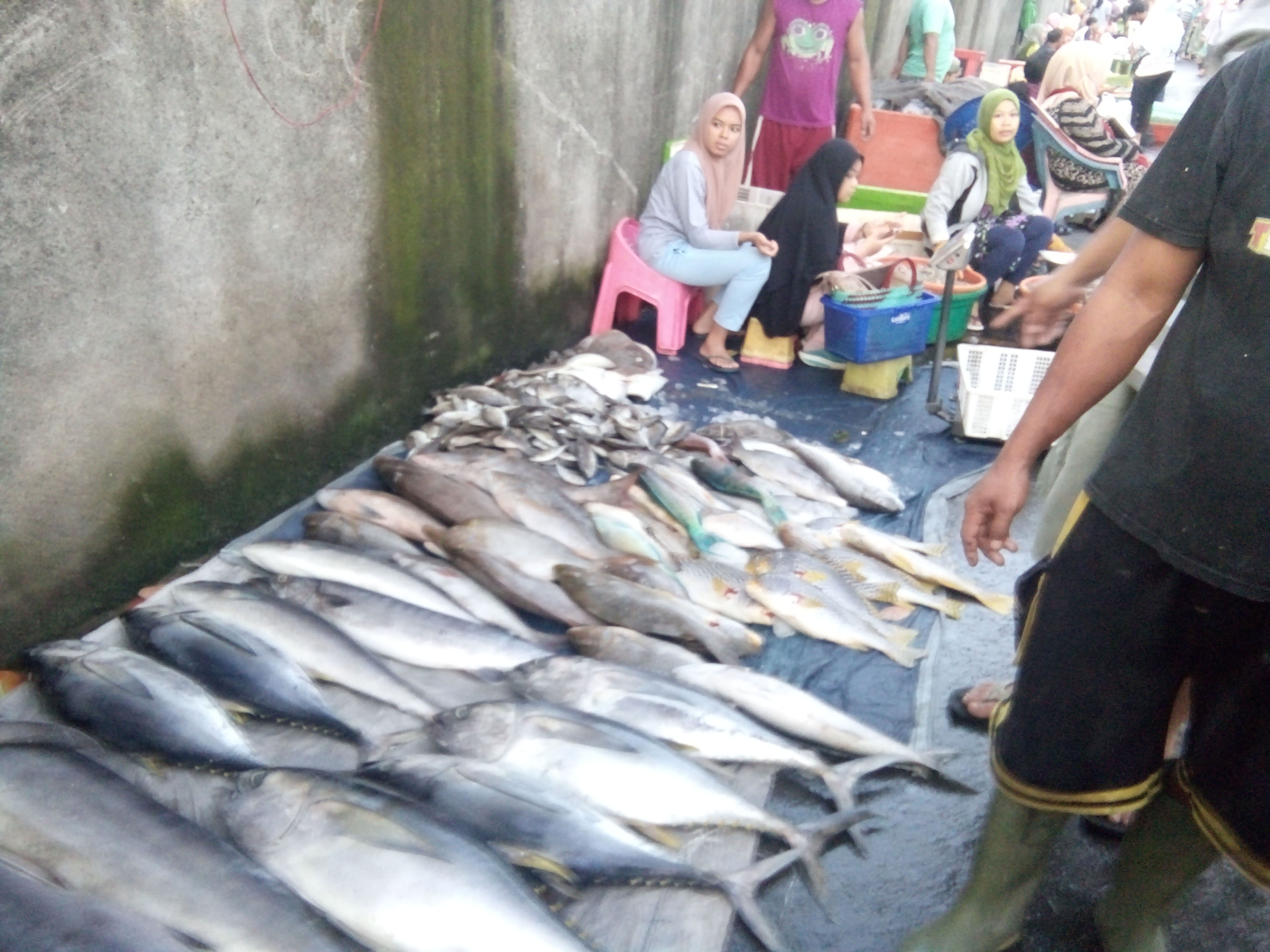 Detail Pasar Ikan Segar Nomer 23