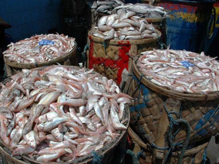 Detail Pasar Ikan Tradisional Nomer 40