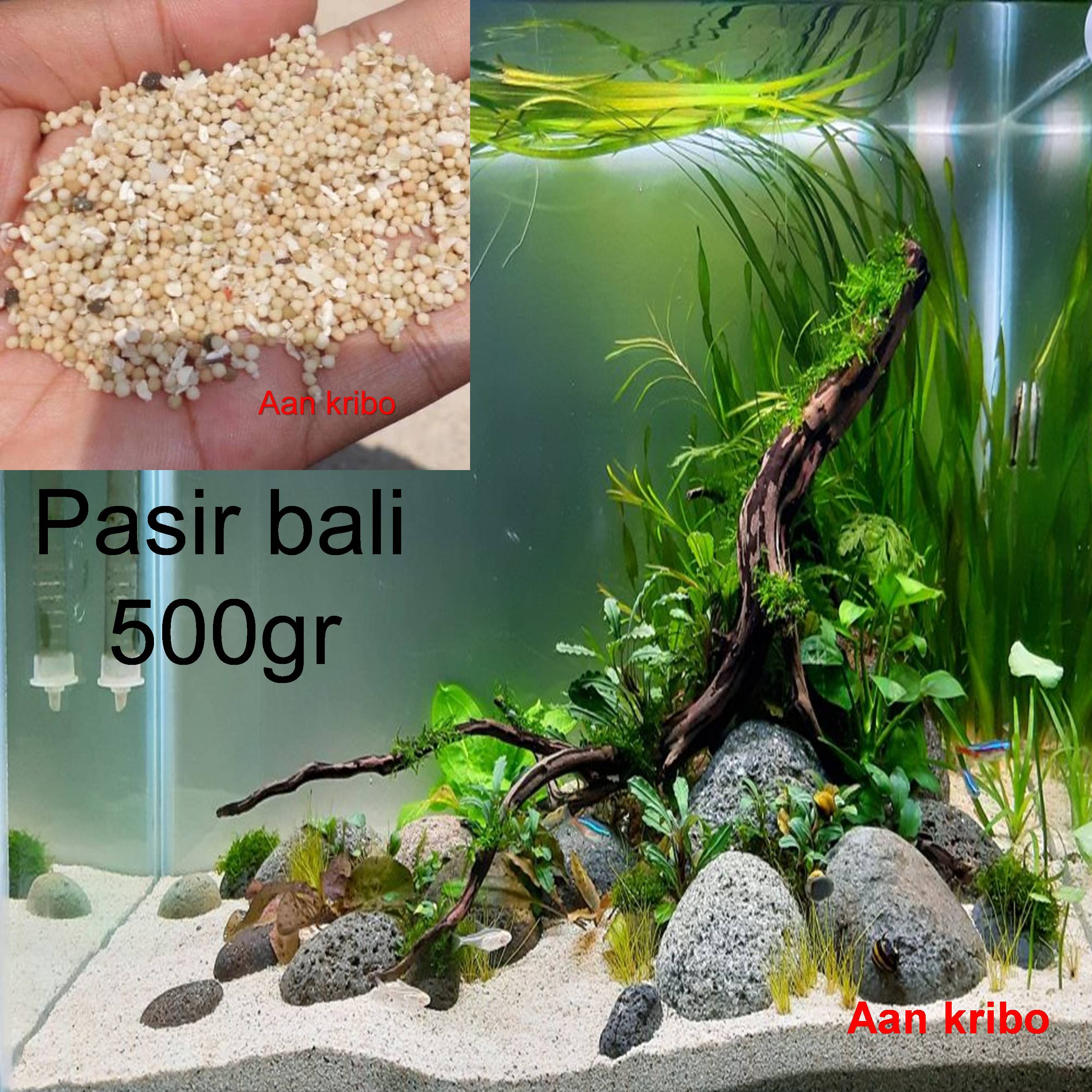 Pasir Bali Aquarium - KibrisPDR