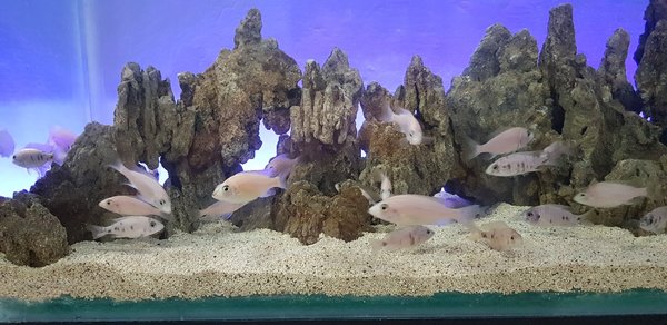 Detail Pasir Bali Untuk Aquarium Nomer 29