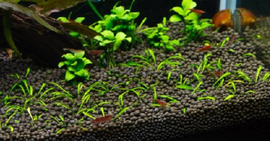 Detail Pasir Bangunan Untuk Aquarium Koleksi Nomer 19