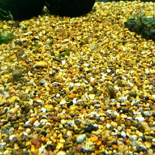 Detail Pasir Mutiara Aquascape Nomer 20