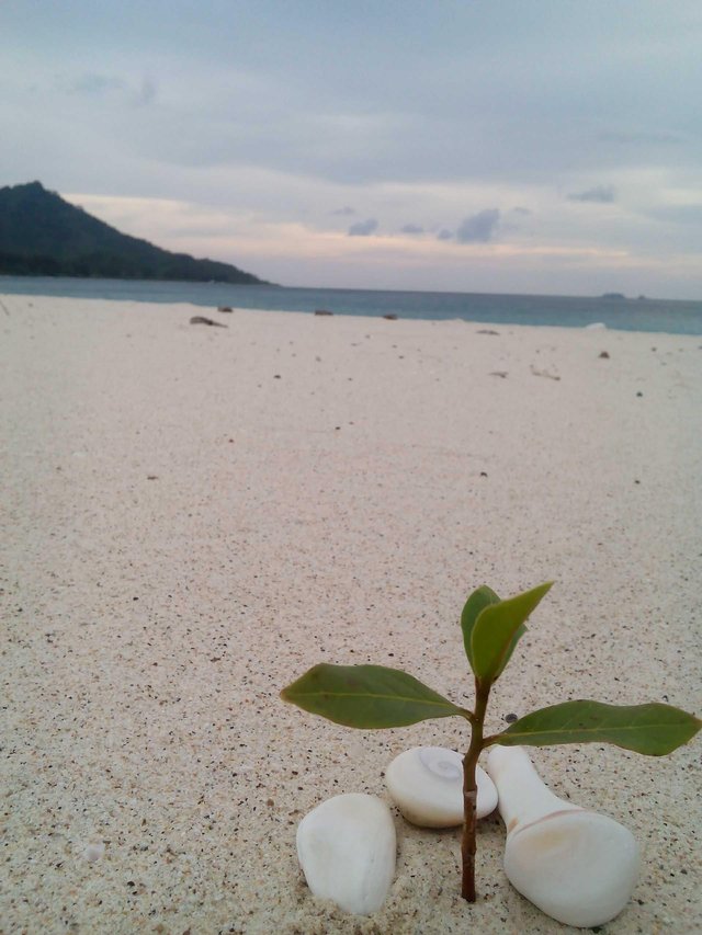 Detail Pasir Pantai Putih Nomer 8