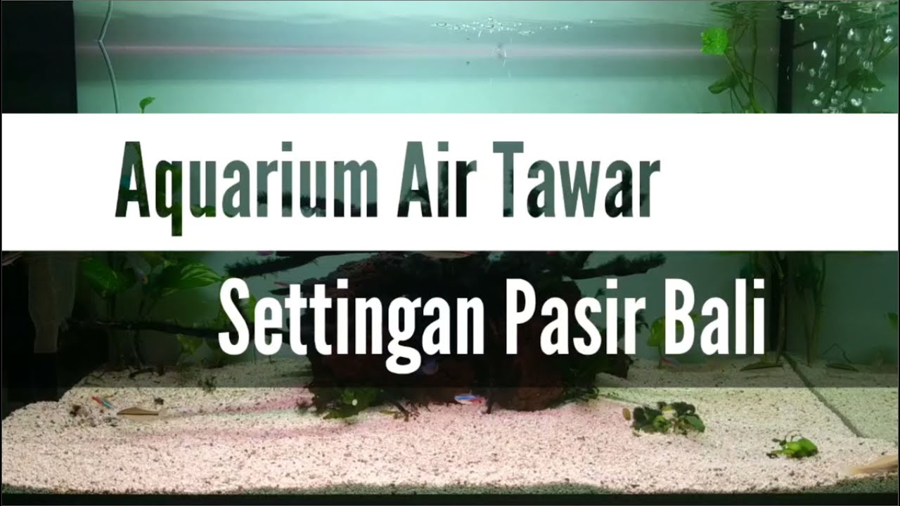Detail Pasir Untuk Akuarium Air Tawar Nomer 9