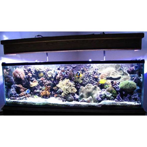 Detail Pasir Untuk Aquarium Air Laut Nomer 30