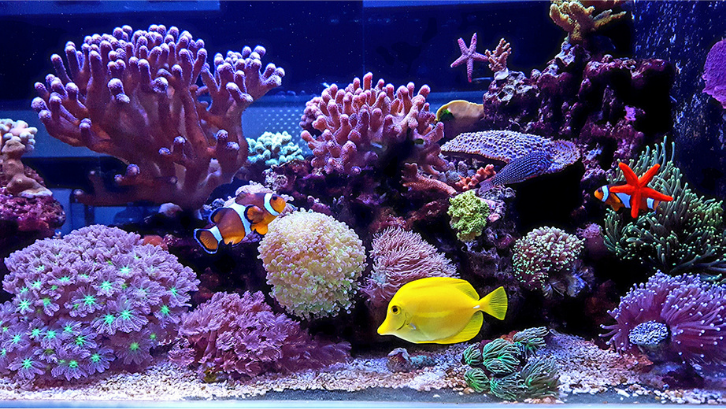 Detail Pasir Untuk Aquarium Air Laut Nomer 32