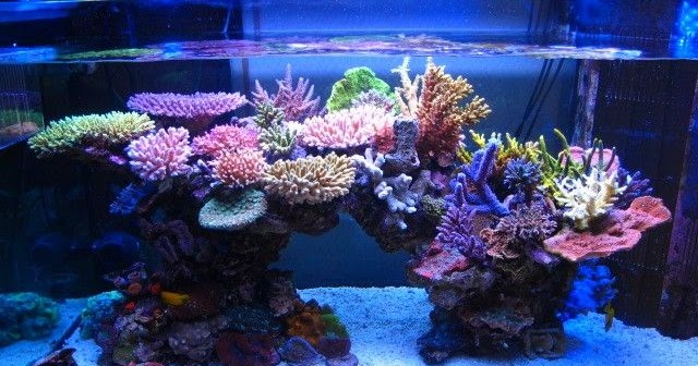 Detail Pasir Untuk Aquarium Air Laut Nomer 43