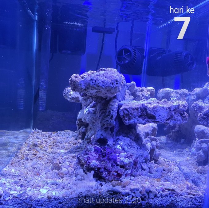 Detail Pasir Untuk Aquarium Air Laut Nomer 44