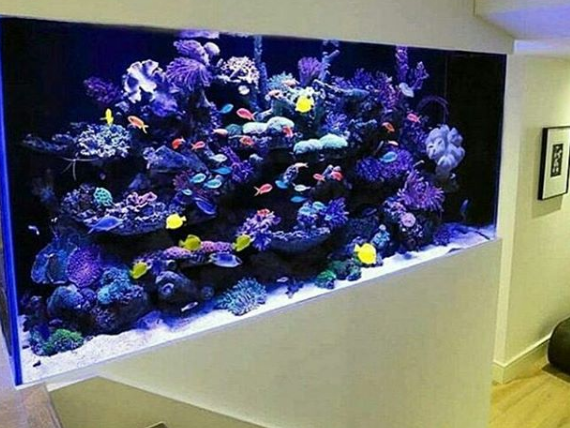 Detail Pasir Untuk Aquarium Air Laut Nomer 45