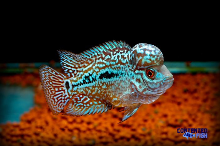 Detail Lohan Fish Nomer 29