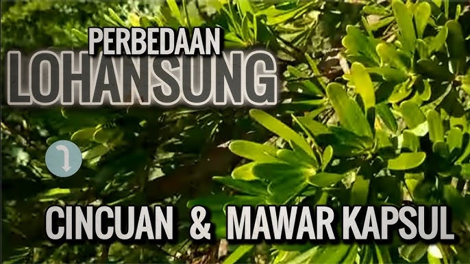 Detail Lohansung Di Alam Liar Nomer 38