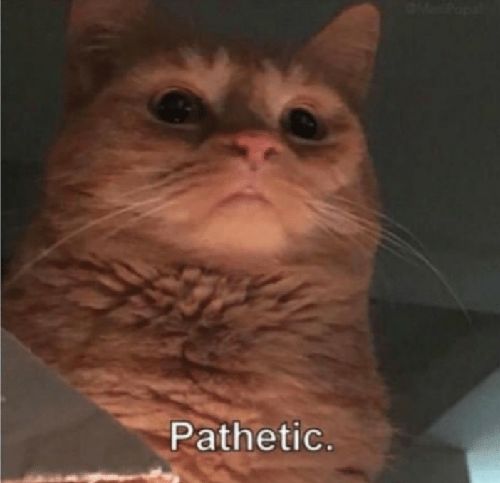 Pathetic Cat Meme - KibrisPDR