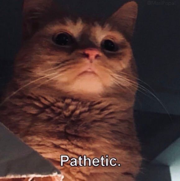 Detail Pathetic Cat Meme Nomer 2