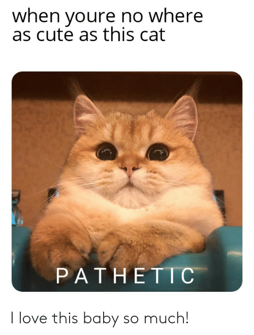 Detail Pathetic Cat Meme Nomer 50