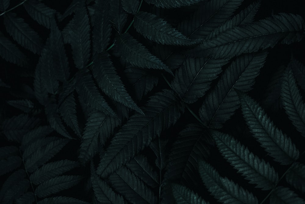 Detail Pattern Background Black Nomer 15