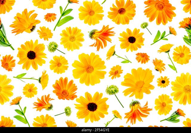 Detail Pattern Background Bunga Nomer 53
