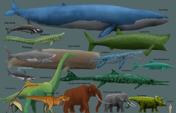 Detail Paus Biru Vs Megalodon Nomer 14