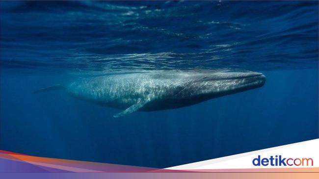 Detail Paus Biru Vs Megalodon Nomer 15