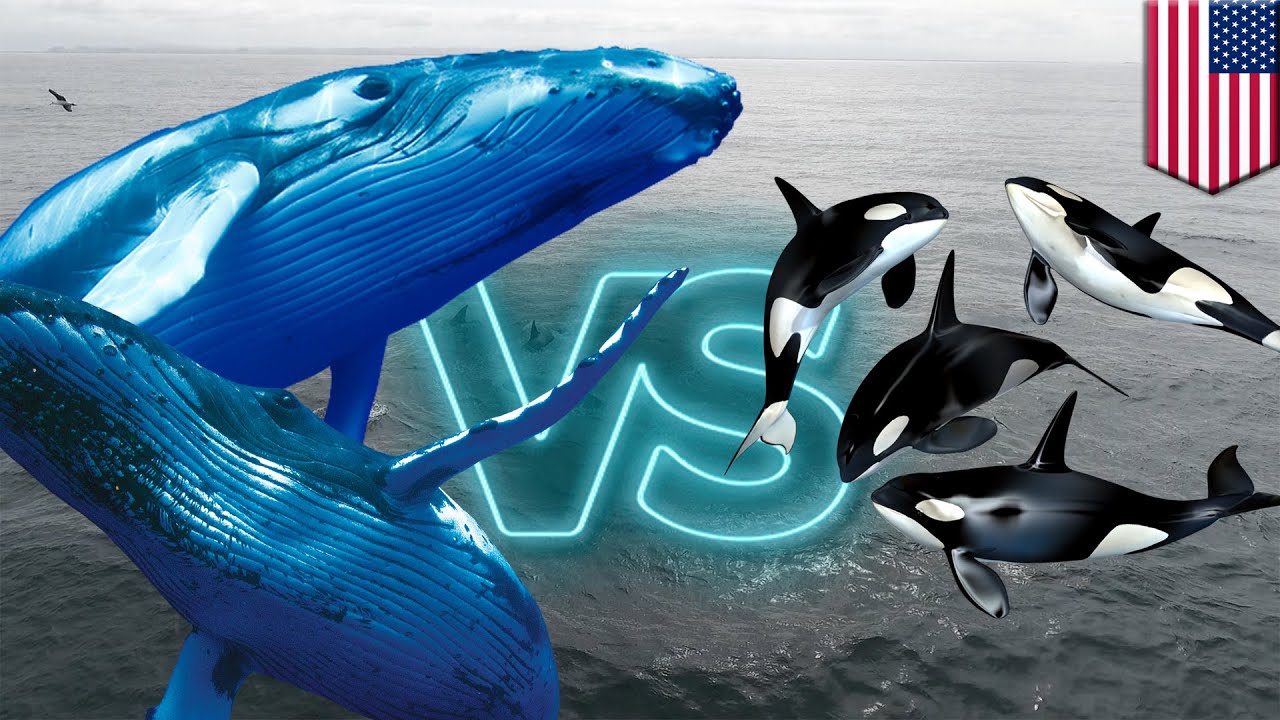 Detail Paus Biru Vs Megalodon Nomer 16