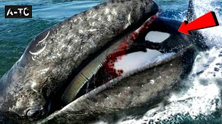 Detail Paus Biru Vs Megalodon Nomer 17