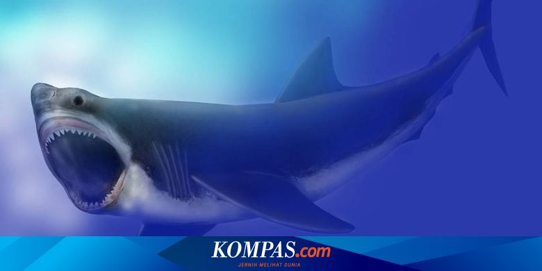 Detail Paus Biru Vs Megalodon Nomer 18