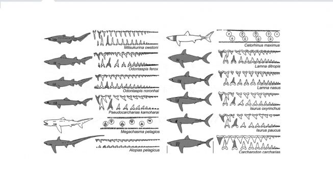 Detail Paus Biru Vs Megalodon Nomer 22